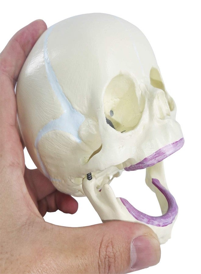 EVOTECH SCIENTIFIC Human Infant Skull Model, Life Sized Fetus Anatomy Skull Model for Medical Teaching Learning, Students Education Display Tool, Hand Painted - Image 4